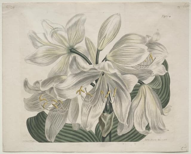 Botanical plate, 1806. Caption in italic, specimen centred, white around it. Still the best layout for a product.